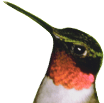 Bird Slider