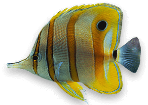 Fish Slider